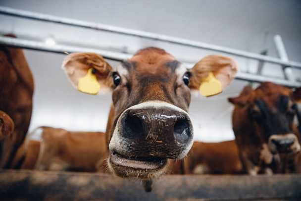 Крупним планом щасливе обличчя червоної волохатої майки корови дивиться камеру
 - Фото, зображення