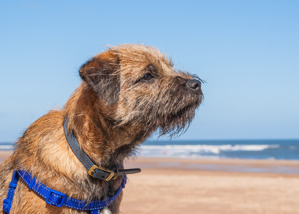 Raja Terrier kanssa koulutus valjaat rannalla
 - Valokuva, kuva