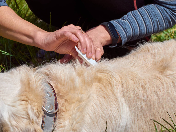 Il veterinario esamina la pelliccia dell'animale domestico alla ricerca di parassiti. Pulci e zecche repellente viene sgocciolato sul garrese del cane. - Foto, immagini