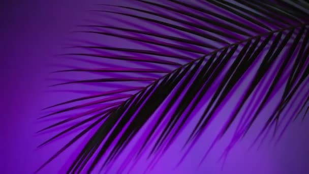 Palmera tropical por la noche. Sombra de silueta de palma deja movimiento por viento natural sobre fondo de neón - Metraje, vídeo