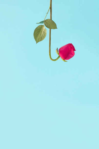 Forma enganchada flor rosa sobre un fondo azul brillante. Concepto de naturaleza mínima. - Foto, Imagen
