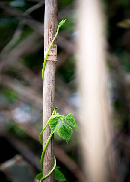 concept van een nieuw groeiseizoen met een jonge bonenplant die in een kuil klimt in een tuin of een afbeelding van een toewijzing die kort is voor een achtergrond en tekstoverlap - Foto, afbeelding