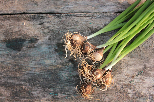 Hyacintové květinové cibule s kořeny a zelenými stonky a malou lopatou pro zahradničení na starém dřevěném pozadí. Horní pohled. Kopírovat prostor - Fotografie, Obrázek