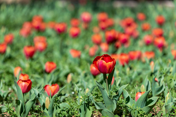 Glade tulipán virágok nyitott rügyek. Virágkiállítás tavasszal. Romantikus háttér. Piros tisztás tulipán a nyári réten a romantikus design. - Fotó, kép
