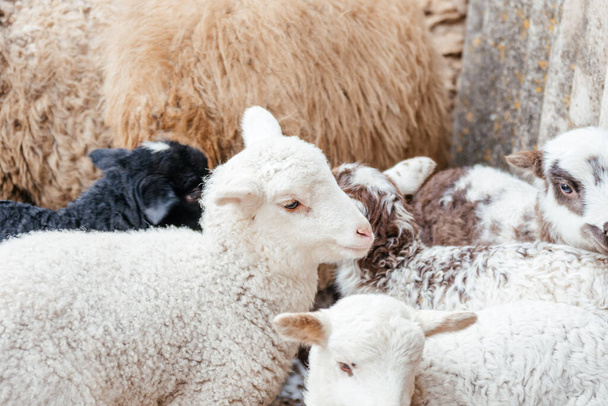Corderos jóvenes en una granja de ovejas. Muchos corderos en una habitación. Ovejas de diferentes colores - Foto, Imagen