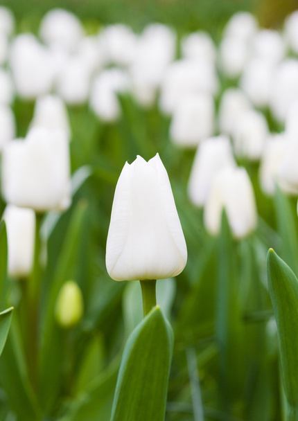 White tulip - Foto, imagen