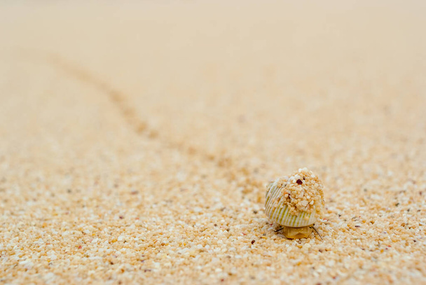 Маленька мушля піднімається на піщаний пляж
 - Фото, зображення