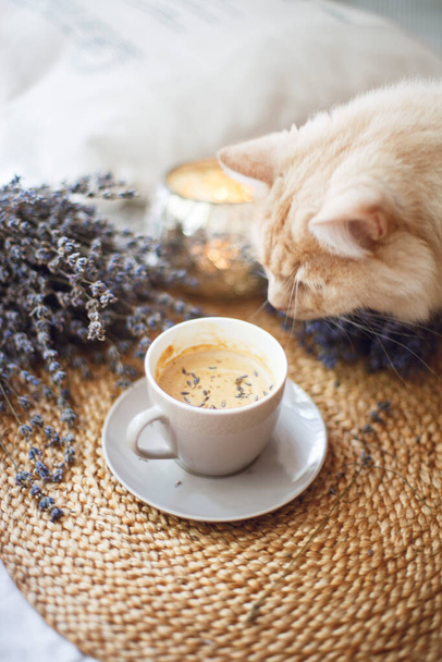 uma xícara de café com leite e pétalas de lavanda com um gato interessado - Foto, Imagem