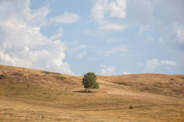 Arbre solitaire debout dans une légère brise d'été sur la colline parmi l'herbe séchée jaune-orange contre le ciel bleu pâle avec des nuages pelucheux - Photo, image
