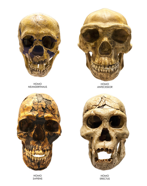 Homo Erectuksen, Homo Sapiensin, Homo Neanderthalisin ja Homo Antecessorin fossiilikallo
 - Valokuva, kuva