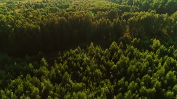Shooting from helicopter back view flying wonderful dense green woodland landscape forest scenery - Záběry, video