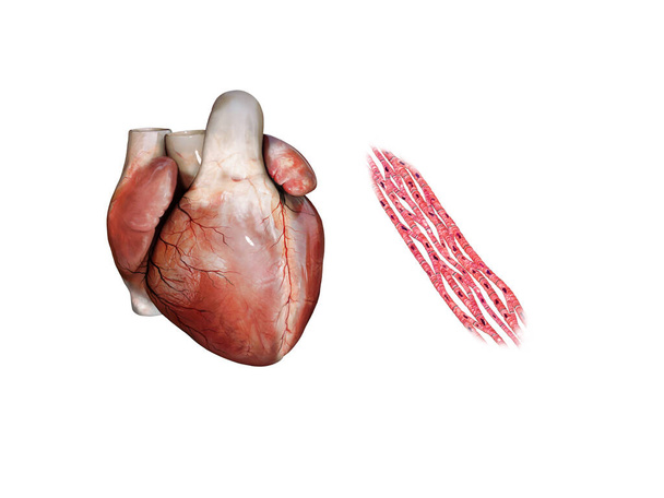 Ilustracja 3d Anatomia ludzkiego serca, mięsień sercowy, izolowany na białym, renderowanie 3d - Zdjęcie, obraz