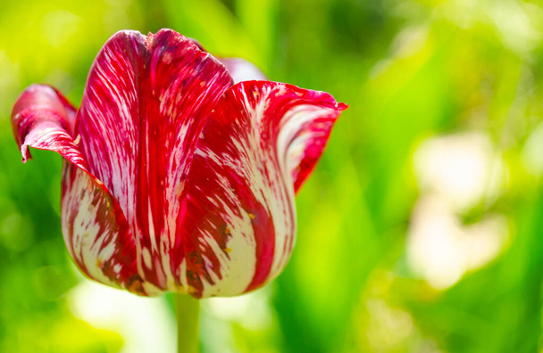 Zomerschoon tulipán blanco y amarillo sobre un fondo verde borroso. textura inusual de pétalos. Fondo adecuado para un saludo. - Foto, imagen