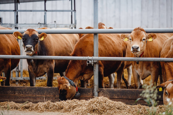 Geknipte koe met automatische halsband eet hooi op boerderijkamp - Foto, afbeelding