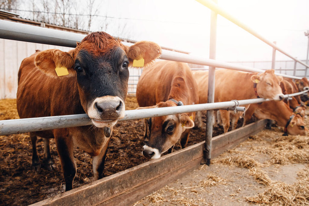 Industria ganadera lechera. Vacas de jersey rojo de pie en establo comiendo heno - Foto, Imagen