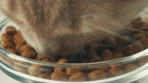 Супер крупным планом видео, как кошка ест фасоль или кошачий корм в миске - Кадры, видео
