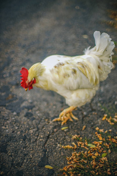 秋の村のアスファルト道路上の種子を探している白い雄鶏 - 写真・画像
