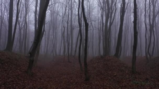 Dark mysterious forest. Smoke wild fog tree aerial view. - Footage, Video