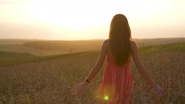 Nuori onnellinen nainen punaisessa kesämekossa ja valkoisessa olkihatussa kävelemässä keltaisella maatilakentällä kypsällä kultaisella vehnällä nauttien lämpimästä illasta. - Materiaali, video