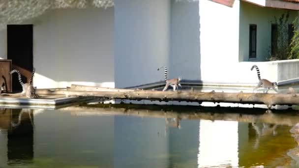 Groupes de lémuriens à queue cerclée et leur réflexion sur un petit étang dans un zoo. Ils courent sur le pont fait de corps d'arbre en bois avec leur porte de la maison. - Séquence, vidéo