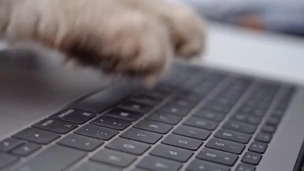 Vídeo divertido de patas de gato escribiendo, enviando mensajes de texto o pulsando botones en un teclado portátil. Gato esponjoso trabajando en el ordenador desde casa u oficina. - Imágenes, Vídeo
