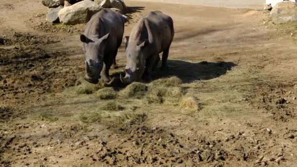 Два куска носорога питаются сушеными и сушеными растениями. - Кадры, видео