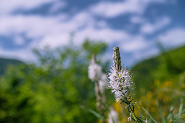 ピレネー山脈の白い野花アスホデルス・アルバス選択的焦点 - 写真・画像