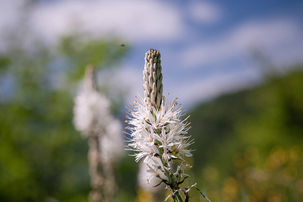 Flor silvestre blanca Asphodelus albus en la montaña Pirineos enfoque selectivo - Foto, Imagen