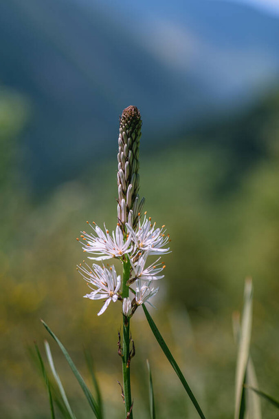 Asphodelus albus, une fleur sauvage blanche, dans les Pyrénées - Photo, image