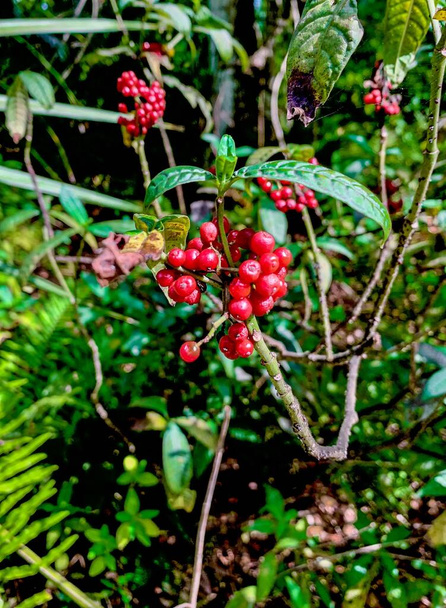 La plante rouge indigène (Phytolaccaceae) a des baies rouges dans la nature de la forêt de fougères. - Photo, image