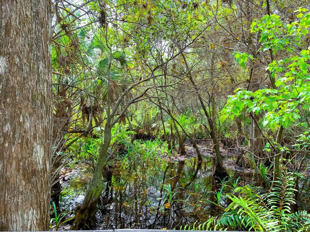A Fern erdő az eredeti ciprusi árterületen terül el Florifában. - Fotó, kép