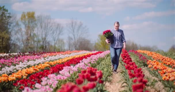 Mujer sosteniendo tulipanes ramo en las manos mientras camina en el campo de tulipanes - Imágenes, Vídeo