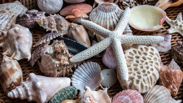 Una variedad de conchas marinas, incluyendo bivalvos, vieiras y estrellas de mar, en un portador de mimbre marrón, todos recordatorios de vacaciones en la playa. Disparo en Londres, Ontario, Canadá, febrero de 2021. - Foto, imagen