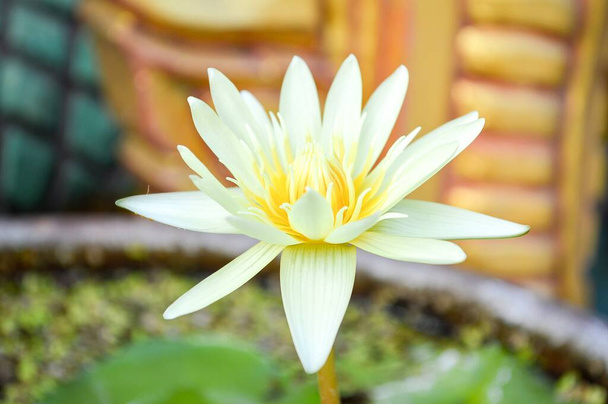 fehér lótuszvirág a természetben kert - Fotó, kép