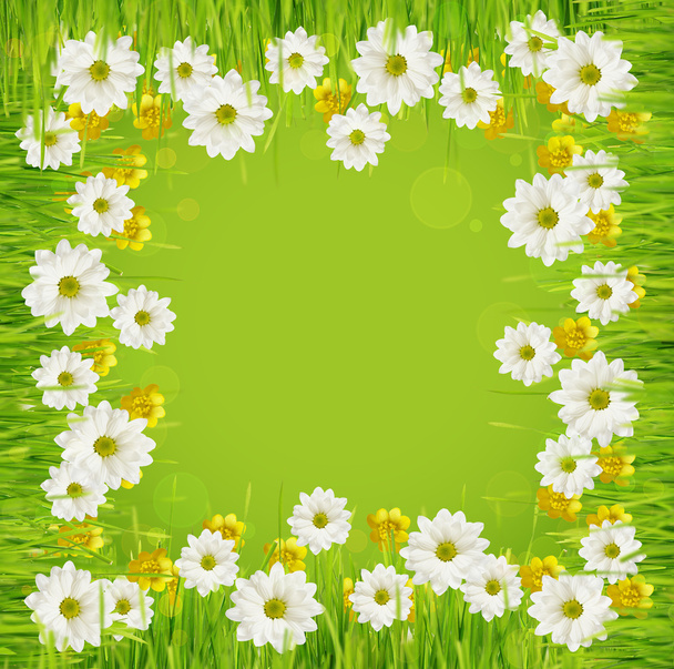 Grass and daisy flower frame - Foto, afbeelding