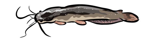 Big freshwater catfish stock illustration - Vector, Image