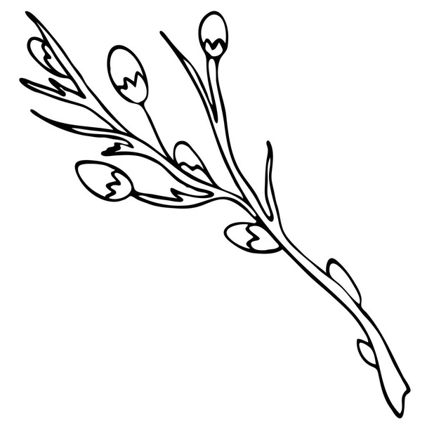 rama de sauce de primavera con hojas y brotes jóvenes, vector de elemento garabato blanco y negro, colorear, conjunto de primavera - Vector, Imagen