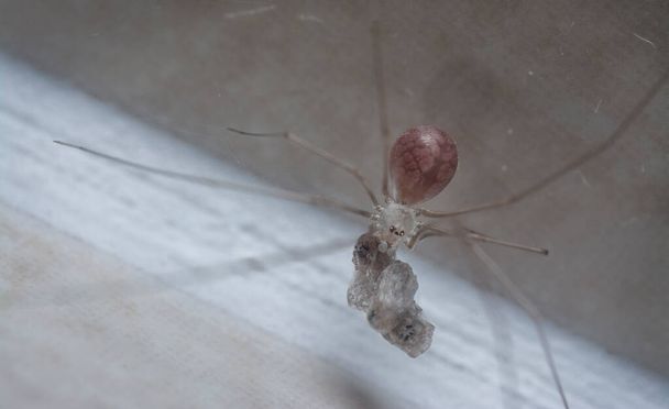 close shot of the long-bodied cellar spider - Photo, Image