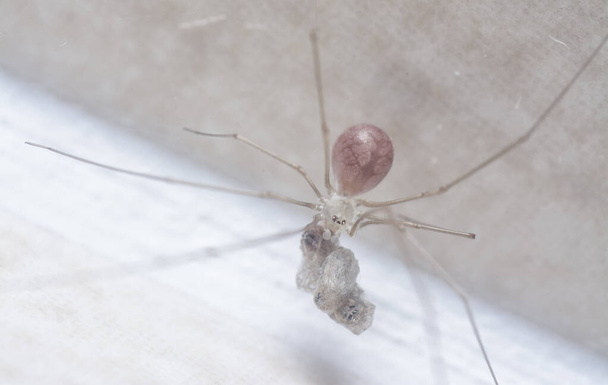 close shot of the long-bodied cellar spider - Photo, Image
