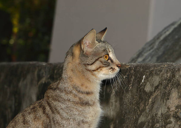 Egy macska elbújik egy szikla mögé, miközben szemmel tartja az áldozatot azzal, hogy felnyalja, India-Ázsia. - Fotó, kép