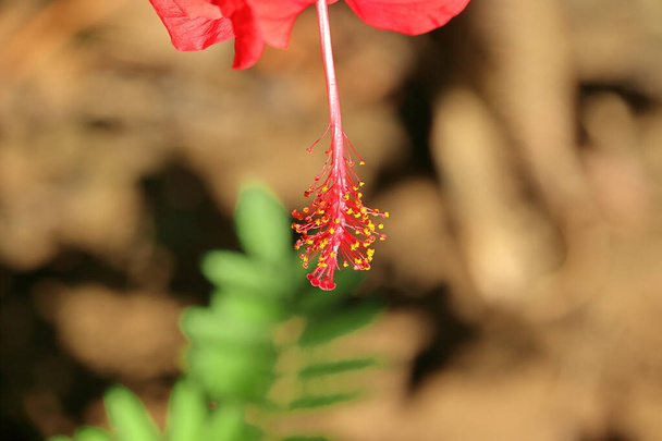 Makroaufnahme eines roten Hibiskusblütenpollen wurde gezeigt, Indien-Asien - Foto, Bild