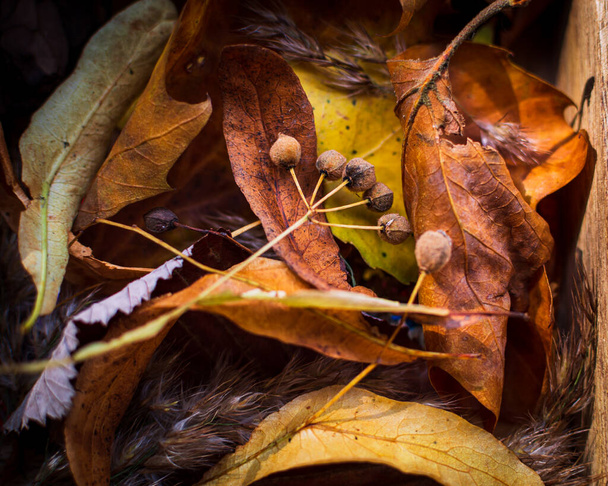 крупным планом посадок деревьев Линден, окруженных желтыми и оранжевыми осенними листьями - Фото, изображение