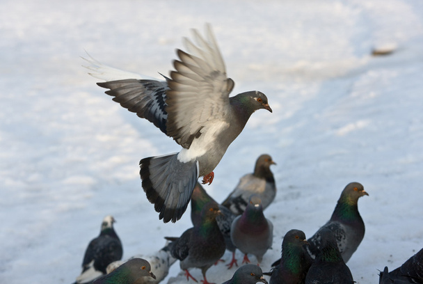 Pigeon in winter - Photo, Image