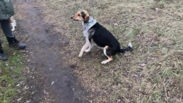 Mischlingshund mit gebrochenem Vorderbein bewegt sich mit drei Beinen um sein Herrchen, wenn er zum ersten Mal nach der Operation im Freien spaziert - Filmmaterial, Video