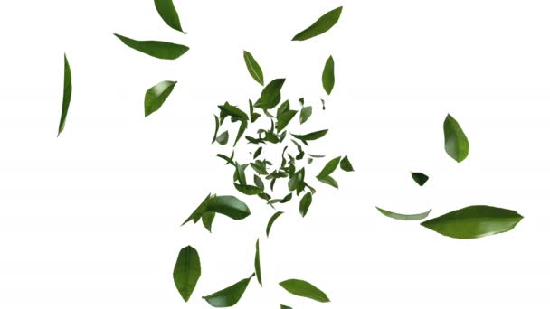 Animación 3D del flujo de hojas de té verde con capa alfa - Imágenes, Vídeo