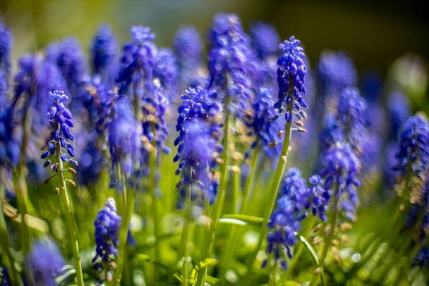 Flor azul Uva Jacintos muscari flores de primavera. enfoque selectivo, primer plano - Foto, Imagen