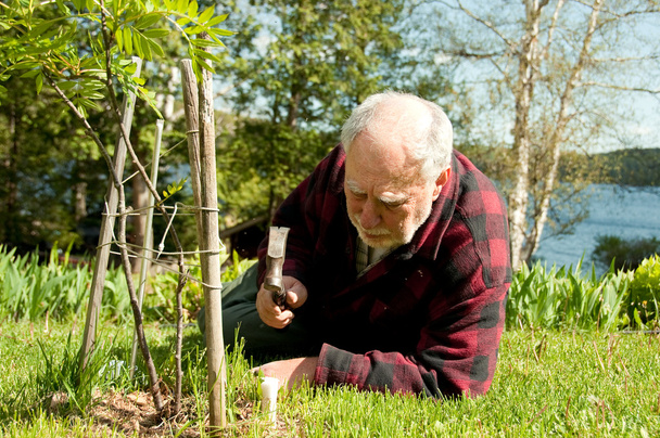 Senior taking care of trees - Photo, Image