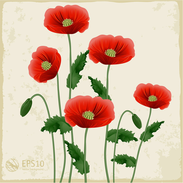 Red poppies on a white background. - Vector, Image
