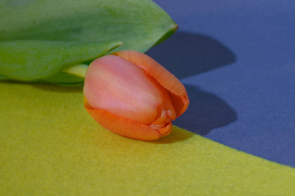 mooie tulp bloem op kleurrijke achtergrond, lente concept, close view   - Foto, afbeelding