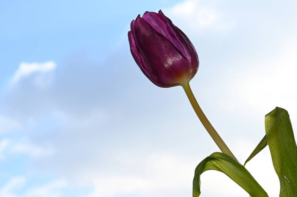hermosa flor de tulipán en el fondo del cielo, concepto de primavera, vista cercana   - Foto, Imagen